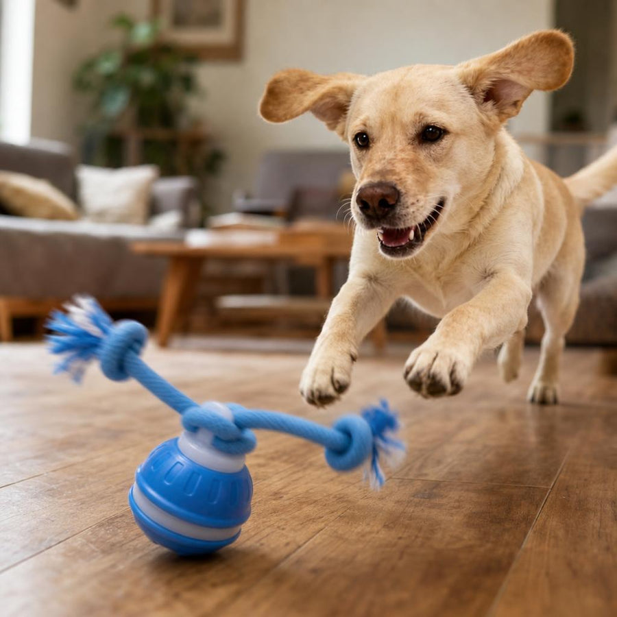 Perro persiguiendo al Correlón en la sala