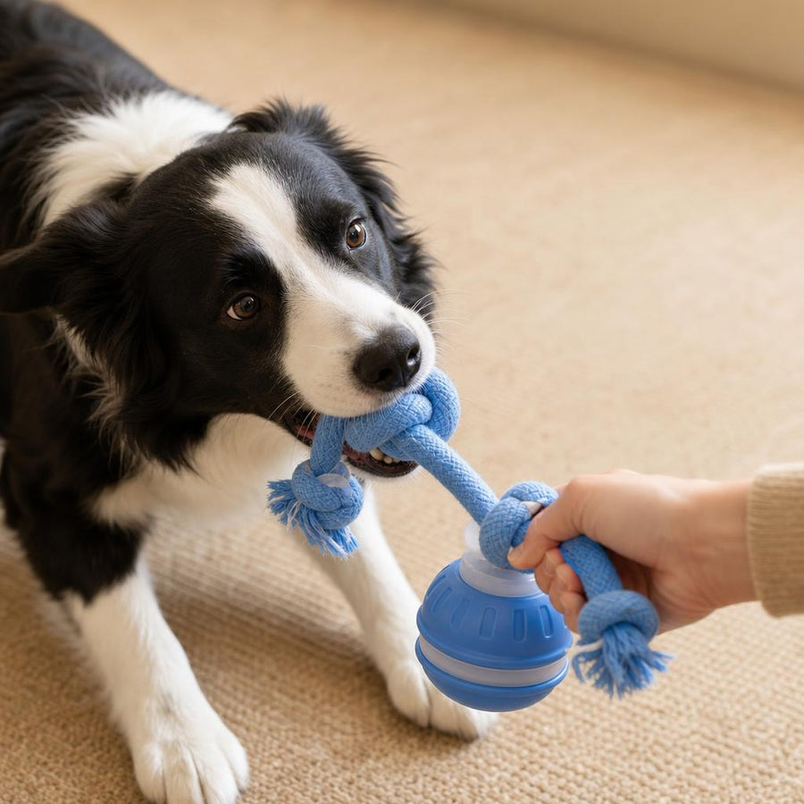 Border collie jugando a tira y afloja con el Correlón